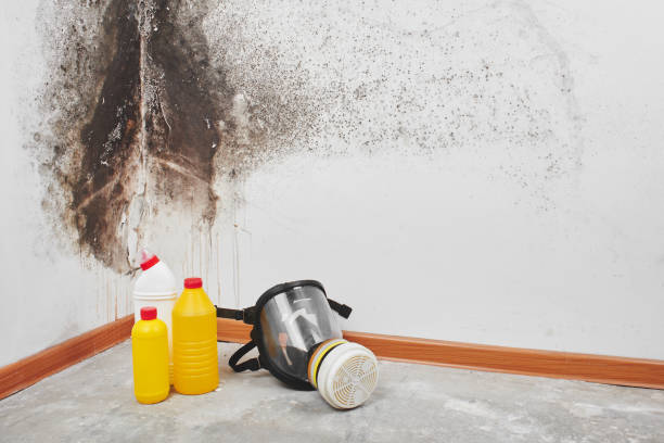 Best Attic Mold Removal  in Lamar, CO
