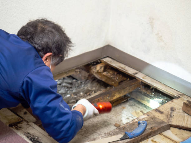 Best Local Mold Removal Service  in Lamar, CO