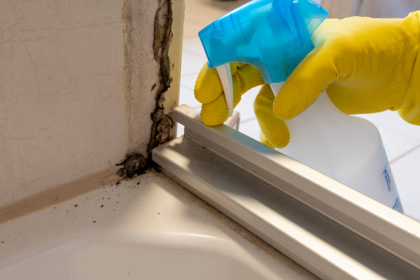 Attic Mold Removal in Lamar, CO