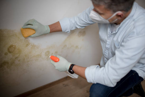 Best Mold Damage Repair  in Lamar, CO