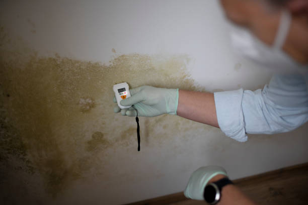 Best Mold Remediation Services  in Lamar, CO