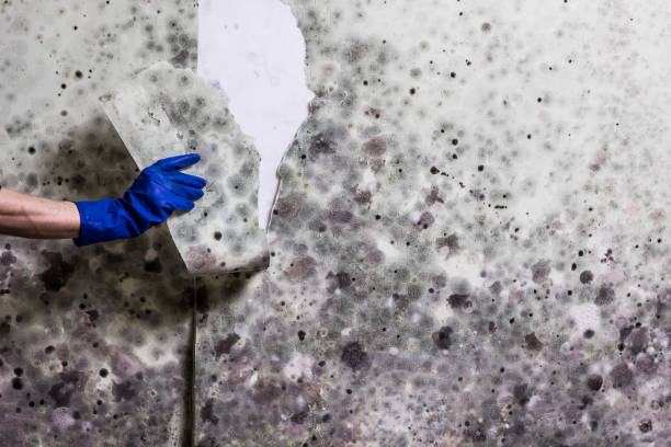 Trusted Lamar, CO Mold Removal Experts