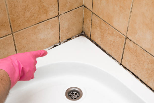 Best Mold Damage Repair  in Lamar, CO